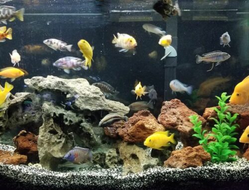Fiskfoder – Din guide till torrfoder för akvariefiskar